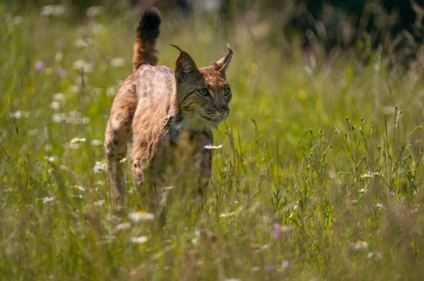 Kod Gospića ispušten ris Ljubo, peti naseljen u Hrvatsku u sklopu projekta LIFE Lynx