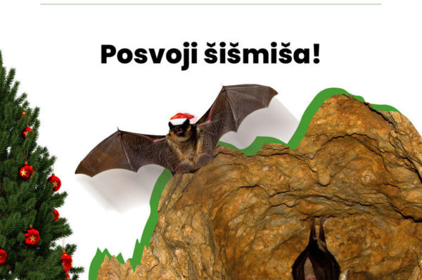 Novi program JUPP Medvednica – posvoji šišmiša za blagdanski poklon