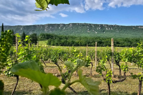 Vinska kuća Pavlomir – upoznajte povijest vinodolske vinove loze